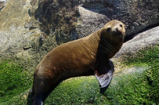  Sea lions 